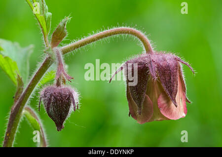 Acqua (Avens Geum rivale), Stans, Tirolo, Austria, Europa Foto Stock