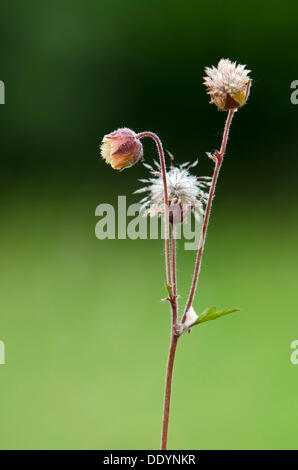 Acqua (Avens Geum rivale), Woergl, Tirolo, Austria, Europa Foto Stock