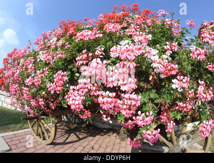 Antico carro in legno con molti blooming gerani in estate in montagna Foto Stock