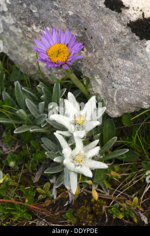 Edelweiss (Leontopodium alpinum), Rosskogel, montagne Rofan, Tirolo, Austria, Europa Foto Stock