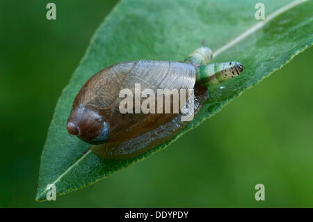 Verde-nastrare broodsac (Leucochloridium paradoxum), un flatworm parassita su una lumaca ambra (Succinea putris), Filz, Woergl, Tirolo Foto Stock