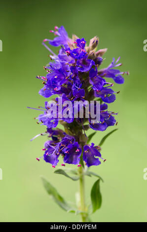 Herb Issopo (Hyssopus officinalis), Schwaz, in Tirolo, Austria, Europa Foto Stock