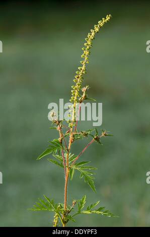 L Ambrosia comune (Ambrosia artemisiifolia) Foto Stock