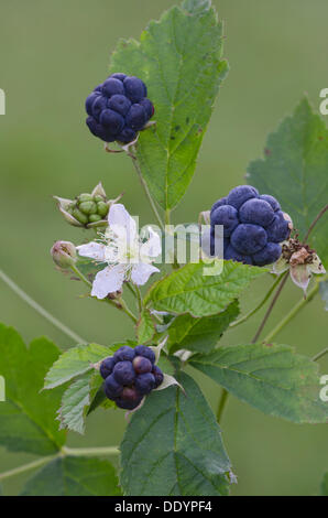 Dewberry europea (Rubus caesius) Foto Stock