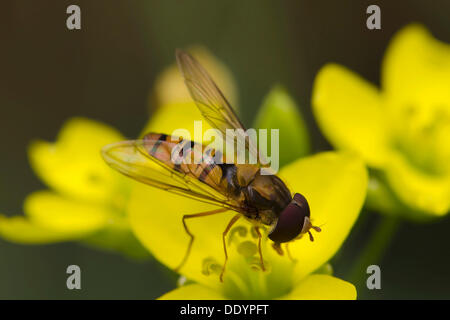 La marmellata di arance Hoverfly (Episyrphus balteatus), maschio Foto Stock