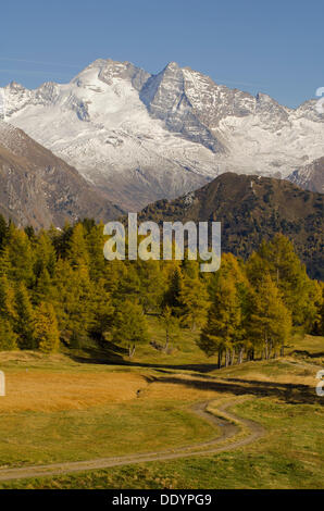 Ai prati di larici di fronte Olperer Mountain Foto Stock