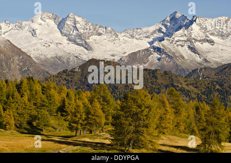 Ai prati di larici di fronte Olperer montagna, Fussstein Mountain e Schrammacher Mountain Foto Stock