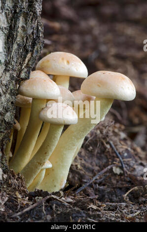 Ciuffo di zolfo Zolfo ciuffo o cluster (woodlover Hypholoma fasciculare) Foto Stock