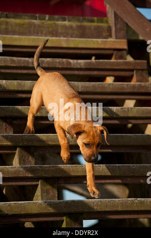 Cucciolo di correre giù per le scale Foto Stock