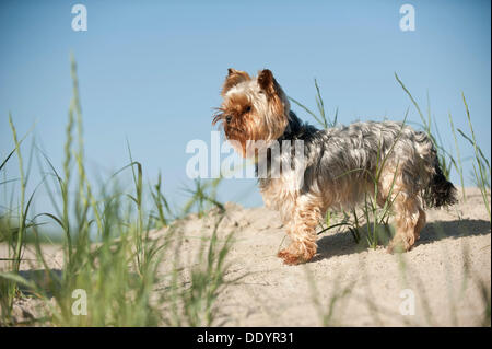 Yorkshire Terrier permanente sulla spiaggia, Sankt Peter-Ording, Schleswig-Holstein Foto Stock