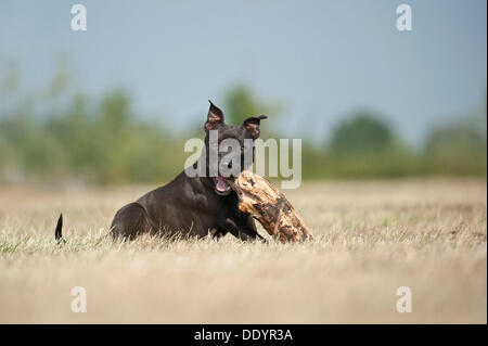 Inglese Staffordshire Bull Terrier masticare un bastone Foto Stock