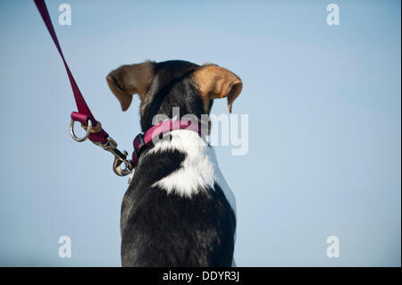 Dansk-Svensk Gardshund, Danese Svedese Farmdog indossando un collare ed un guinzaglio Foto Stock