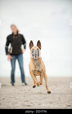 Hollandse Herdershond, olandese pastore correre sulla spiaggia, proprietario del cane guardando da dietro, Sankt Peter-Ording Foto Stock