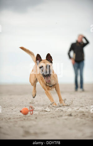 Hollandse Herdershond, olandese pastore giocando con una palla sul beac, proprietario del cane guardando da dietro, Sankt Peter-Ording Foto Stock