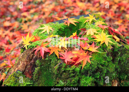 La caduta di foglie di acero sul ceppo di albero Foto Stock