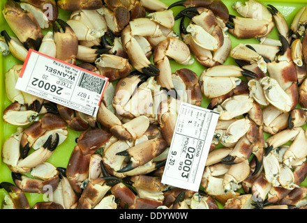 Scatola di chele di granchio al mercato del pesce e delle aste o banditore a Concarneau Bretagna Francia Foto Stock