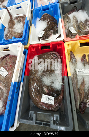 Il mercato del pesce e delle aste o banditore a Concarneau Bretagna Francia mostra di scatole di rana pescatrice Foto Stock