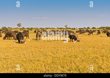 Mandria di bufali africani (Syncerus caffer) nell'Okavango Delta, Botswana, Africa Foto Stock