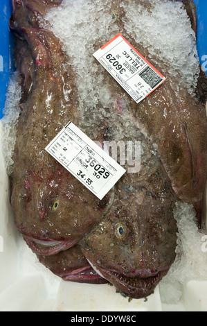 Il mercato del pesce e delle aste o banditore a Concarneau Bretagna Francia mostra di scatole di rana pescatrice Foto Stock