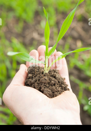 Mano che tiene una pianticella di grano Foto Stock