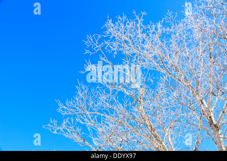 Rimed Betula alberi e cielo, Prefettura di Nagano Foto Stock