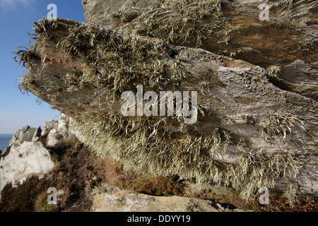 Rocce su Motte Point, Mortehoe, vicino a Woolacombe, Devon nord, Gran Bretagna Foto Stock