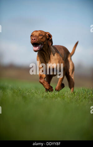 Magyar Vizsla cane che corre su un prato Foto Stock