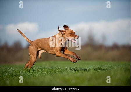 Magyar Vizsla cane che corre su un prato Foto Stock