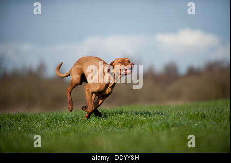 Magyar Vizsla cane che corre su un prato Foto Stock