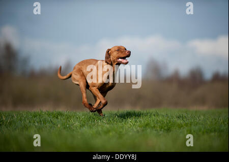 Magyar Vizsla cane che corre su un prato Foto Stock
