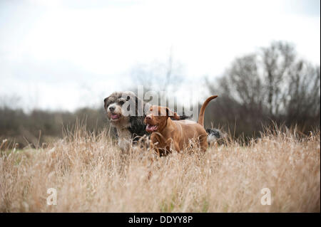 Magyar Vizsla e un misto di razza di cane che corre su un prato Foto Stock