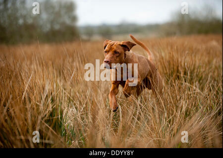 Magyar Vizsla cane saltano su un prato Foto Stock
