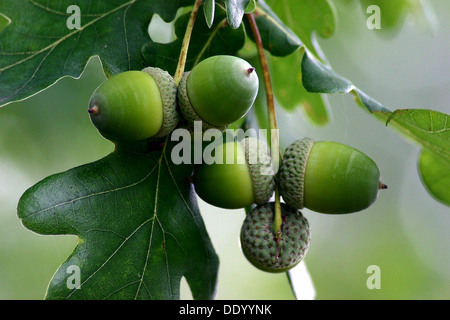 Albero di quercia con sementi Foto Stock