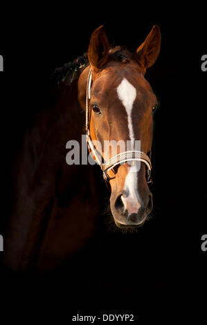 Oldenburg cavallo, ritratto Foto Stock