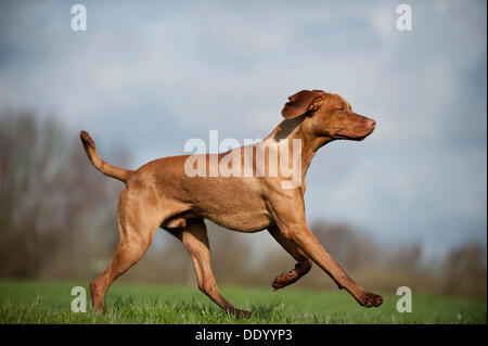 Magyar Vizsla cane che corre su un prato Foto Stock