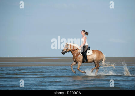 La donna in sella ad un cavallo Haflinger attraverso l'acqua San Peter-Ording, Schleswig-Holstein Foto Stock