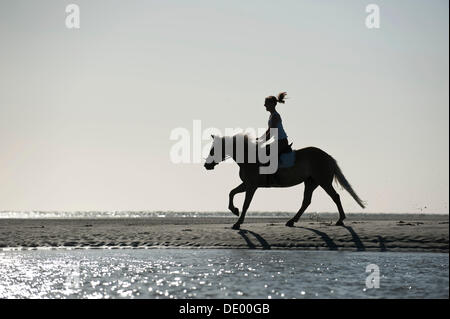 Donna al galoppo su un cavallo Haflinger lungo la spiaggia San Peter-Ording, Schleswig-Holstein Foto Stock