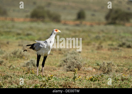 Segretario Bird [Sagittario sepentarius], Masai Terra, Kenya. Foto Stock