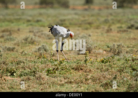 Segretario Bird [Sagittario sepentarius], Masai Terra, Kenya. Foto Stock