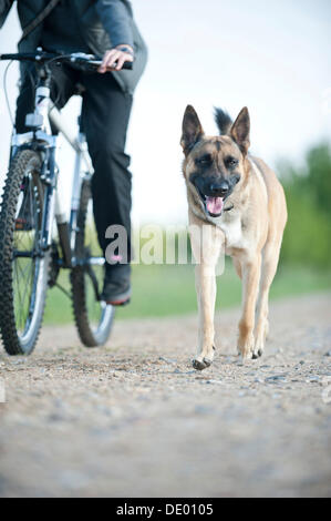 Malinois o pastore belga cane a camminare a fianco di una bicicletta Foto Stock