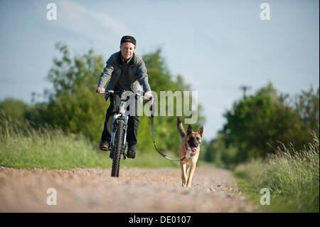 Malinois o pastore belga cane che corre a fianco di una bicicletta Foto Stock