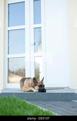 Malinois o pastore belga cane disteso di fronte a una porta Foto Stock