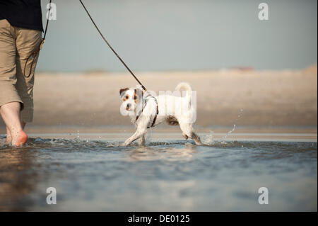 Parson Russell Terrier passeggiate al guinzaglio attraverso l'acqua Foto Stock