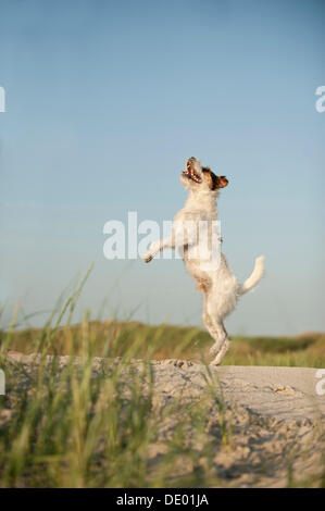 Jumping Jack Russell Terrier Foto Stock