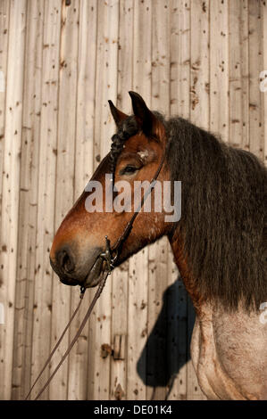 Progetto belga cavallo, ritratto Foto Stock