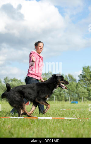 Donna longeing un misto di cane di razza Foto Stock