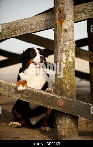 Bovaro del Bernese seduto sotto una palafitta Foto Stock