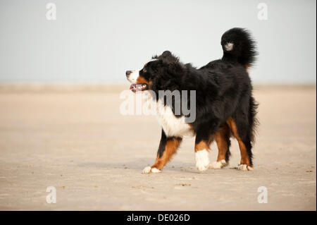 Bovaro del Bernese permanente sulla spiaggia Foto Stock