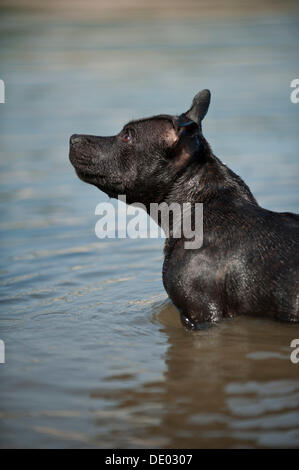 Old English Staffordshire Bull Terrier, cane in acqua Foto Stock