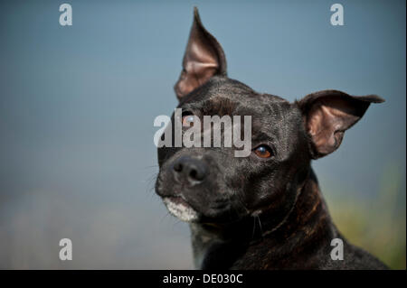 Ritratto di un cane, Old English Staffordshire Bull Terrier Foto Stock